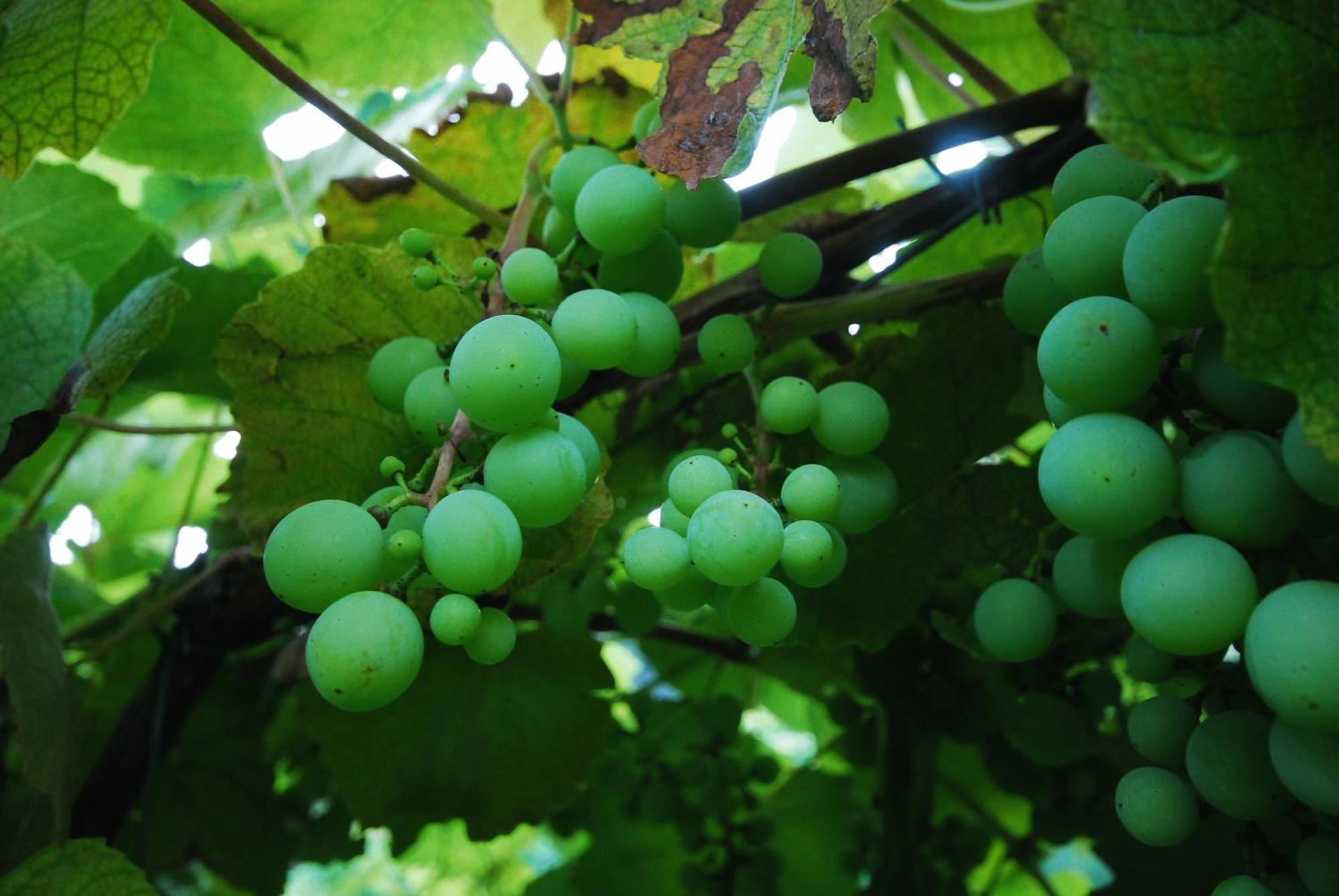 Agriturismo Al Marnich Schignano  Eksteriør bilde
